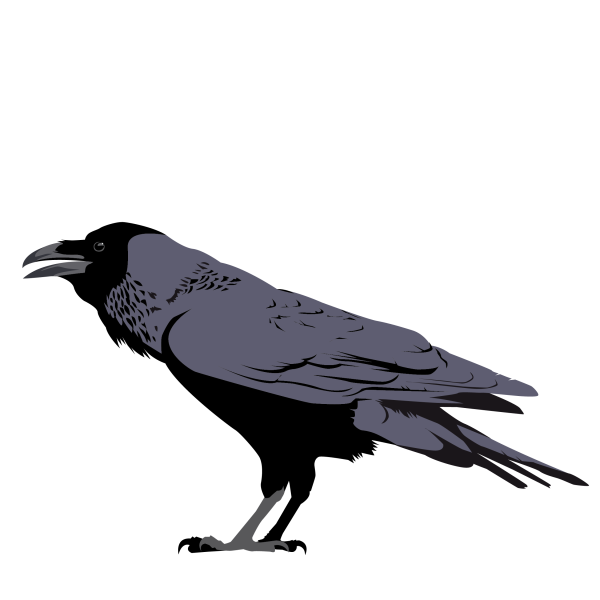 Common raven © Jose A. Sencianes Common raven