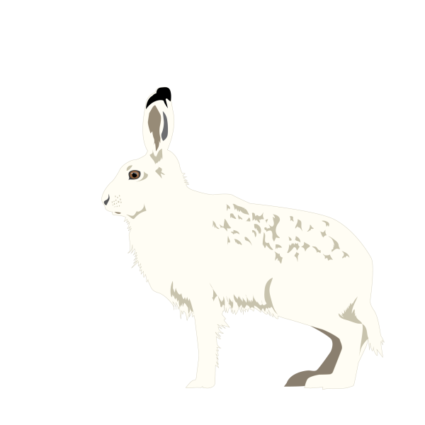 Arctic hare © Jose A. Sencianes Arctic hare