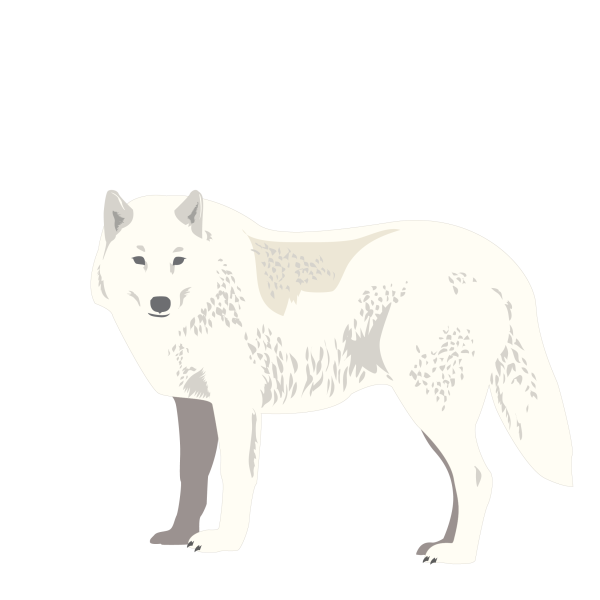 Arctic wolf © Jose A. Sencianes Arctic wolf