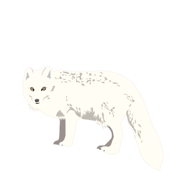 Arctic fox © Jose A. Sencianes Arctic fox