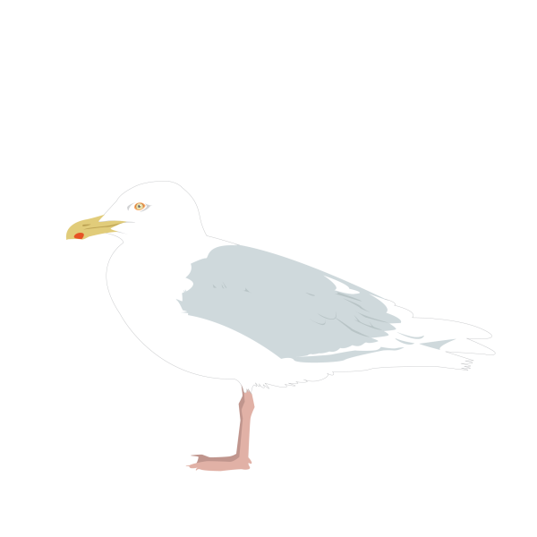 Glaucous gull © José A. Sencianes Glaucous gull