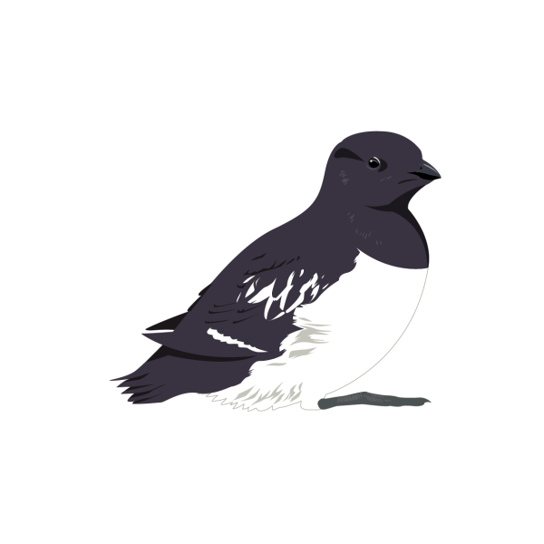 Little auk © José A. Sencianes Little auk