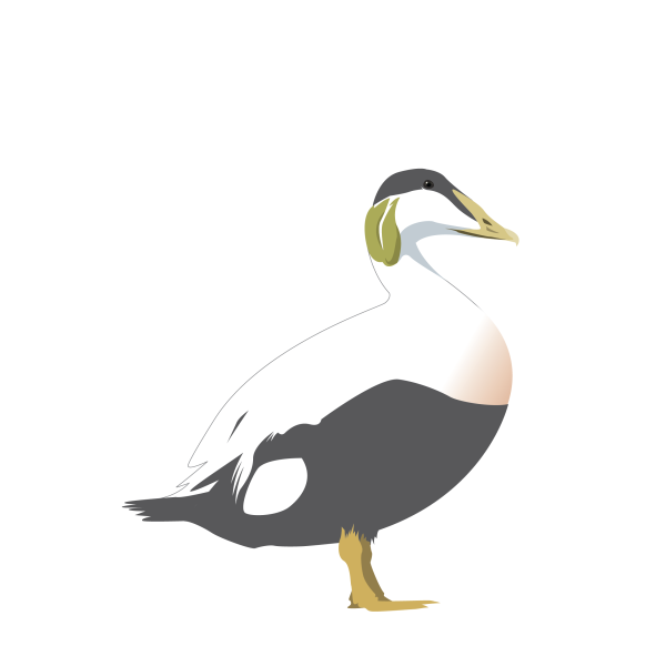 Common eider © José A. Sencianes Common eider