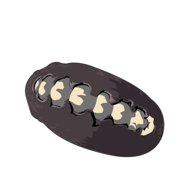 Black chiton, Katharina tunicata © Jose A. Sencianes Black chiton, Katharina tunicata