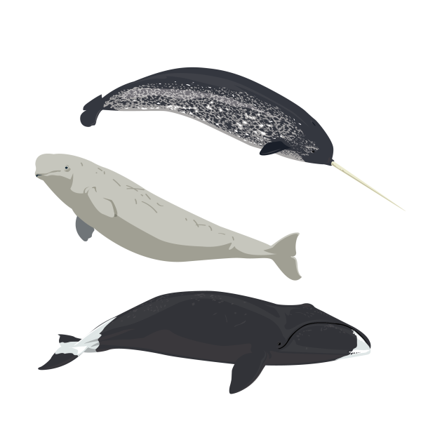 Narwhal, Beluga and Bowhead whales © Jose A. Sencianes Narwhal, Beluga and Bowhead whales