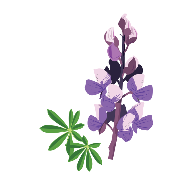 Nootka lupin © Jose A. Sencianes Nootka lupin