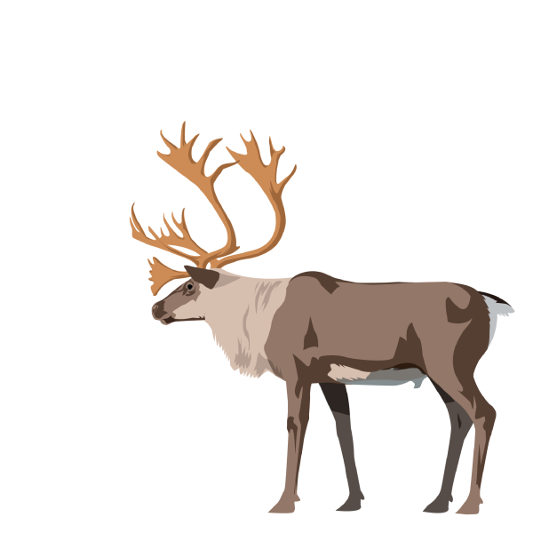 Muskox and caribou/reindeer © José A. Sencianes Muskox and caribou/reindeer