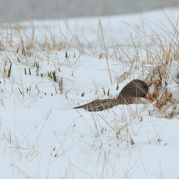 Nest in snow storm © Photo: Dan Ruthrauff/USGS Nest in snow storm
