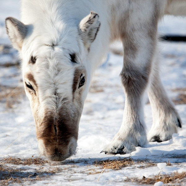 Caribou eating in ice on snow © Photo: Tyler Olson/Shutterstock.com Caribou eating in ice on snow