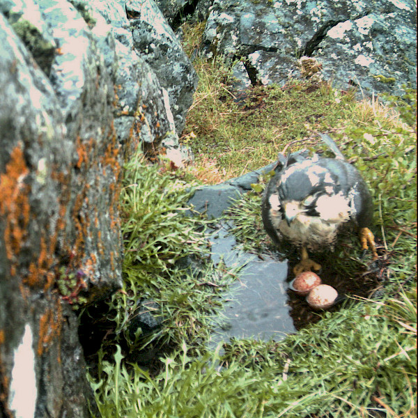 A flooded nest © Photo: A. Franke A flooded nest