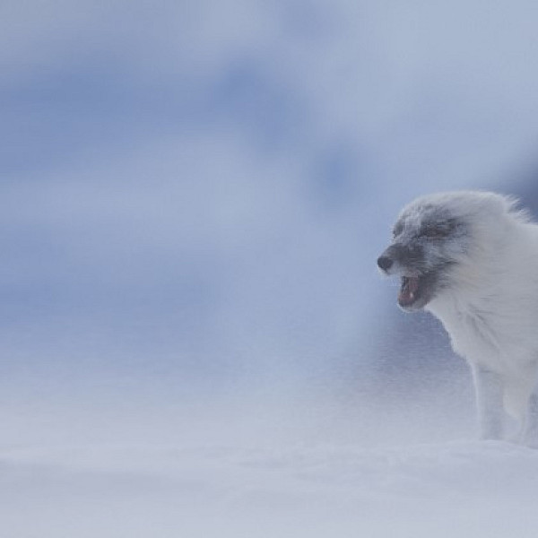 Arctic fox © Carsten Egevang/ARC-PIC.com Arctic fox